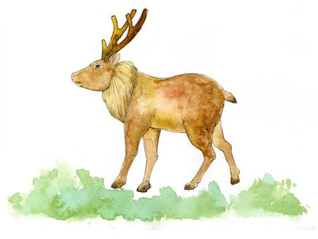 Reindeerの写真素材