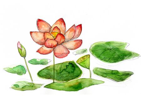 Water lilyの写真素材