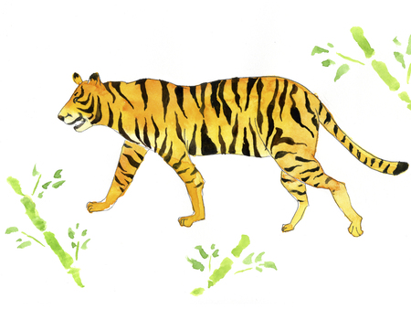 Tigerの写真素材