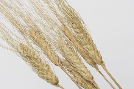 Wheatの写真素材