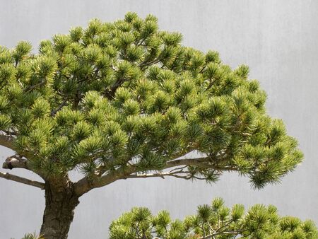 Pine of five leafの写真素材