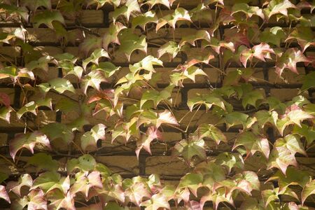 Leaf of ivyの写真素材
