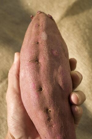 Naruto red kidneyの写真素材