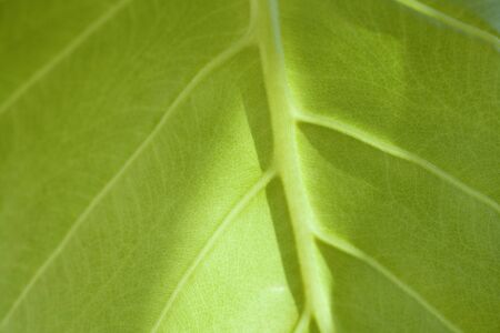 Houseplant leavesの写真素材
