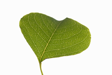 Leaf