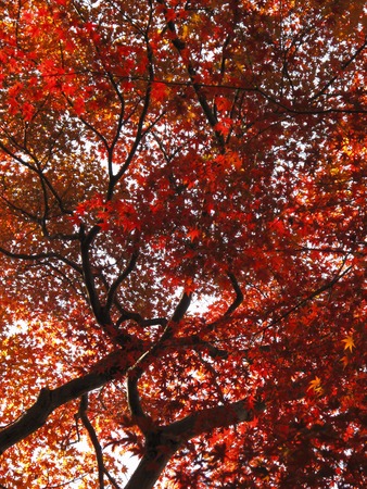 Autumn leavesの写真素材