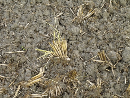 Yamada's riceの写真素材