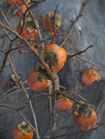 Persimmonの写真素材