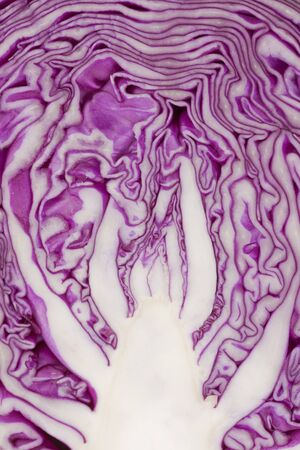 Purple cabbageの写真素材