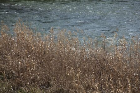 Uji Riverの写真素材