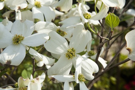 Dogwoodの写真素材