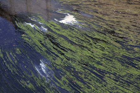 Dirty riverの写真素材