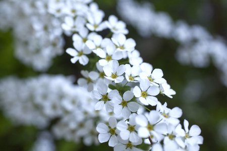 Spiraea thunbergii