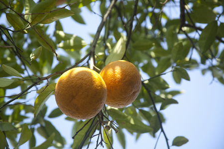 Citrusの写真素材