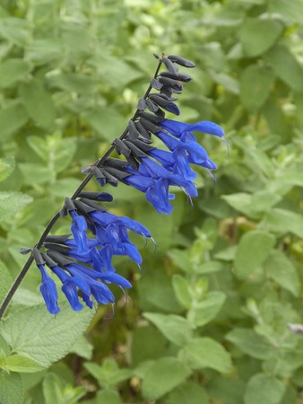 Sageの写真素材