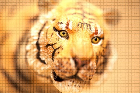 Zodiac Tiger illustrationsの写真素材