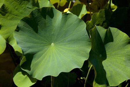 Lotus leafの写真素材