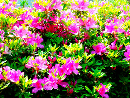 Azaleaの写真素材