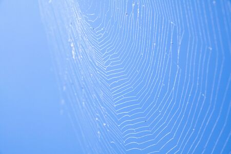 Spider Webの写真素材