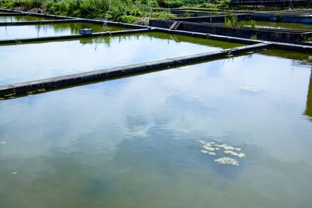 Goldfish pondsの写真素材