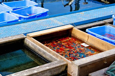 Goldfish ponds