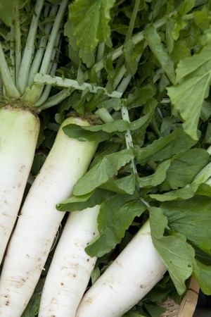Pesticide-free radish