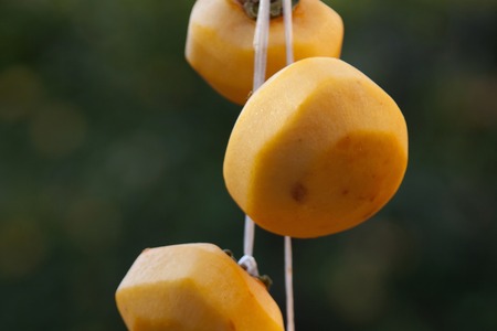 Persimmon suspendedの写真素材