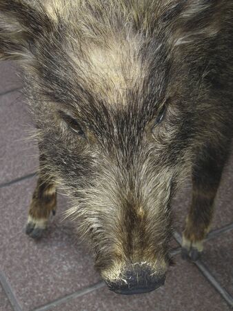 Wild boar of objectsの写真素材