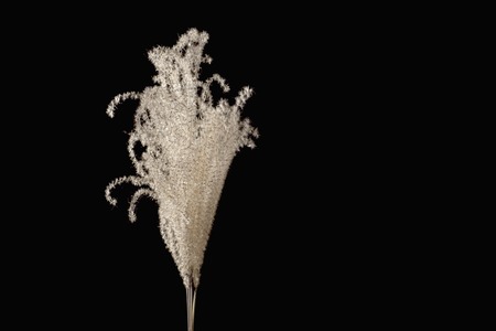 Silver grass earの写真素材
