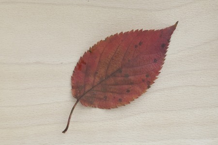 Autumn leaves