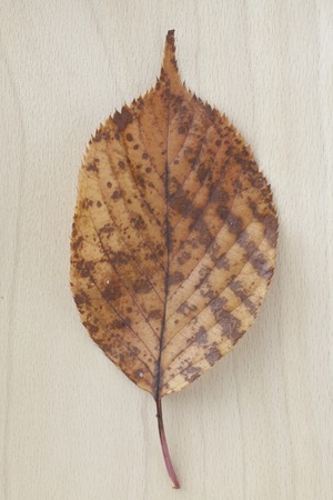 Autumn leaves