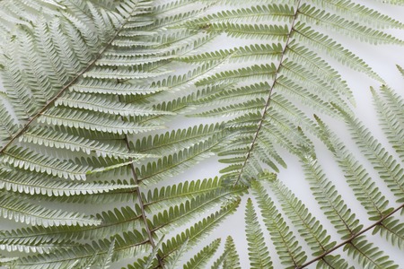 Urajiroの写真素材