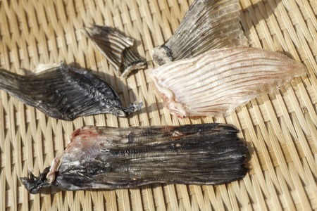 Fin of fuguの写真素材