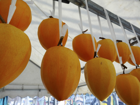 Persimmon suspendedの写真素材