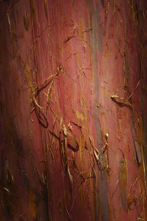 Cypress and peeledの写真素材