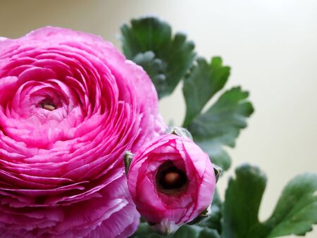 Ranunculus