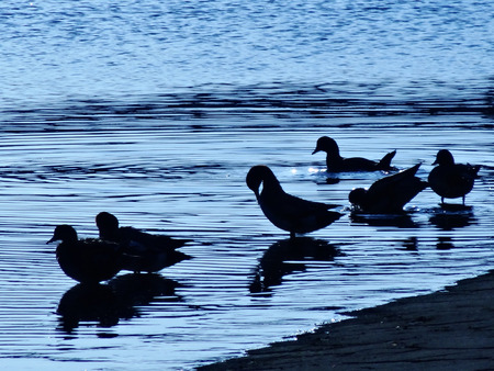 bathing to duckの写真素材