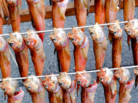 The night airing of sandfishの写真素材