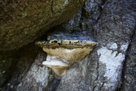 Bracket fungus