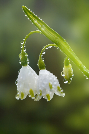 Water dropletsの写真素材