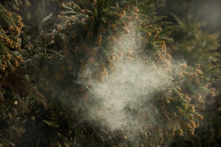 Cedar pollenの写真素材