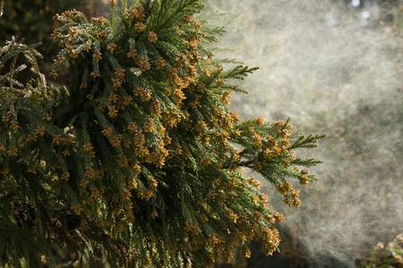 Cedar pollenの写真素材