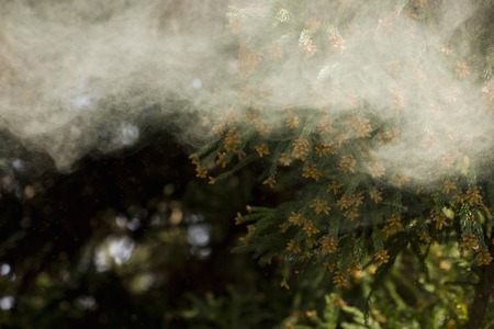 Cedar pollenの写真素材