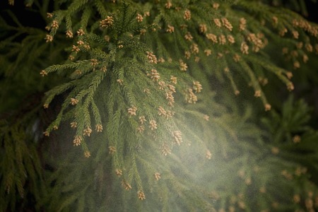 Cedar pollenの写真素材