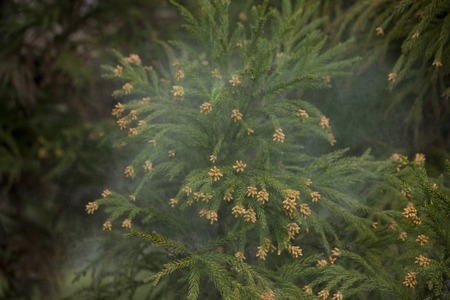 Cedar pollenの写真素材