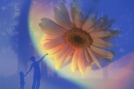 Gerberaの写真素材