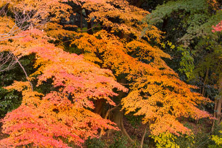 Autumn leaves