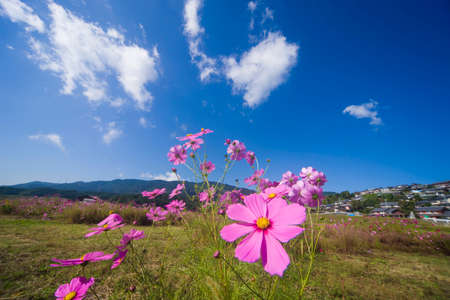 Cosmosの写真素材