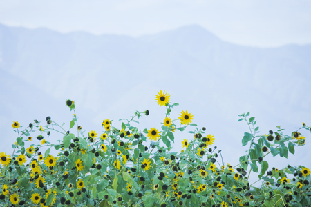 Sunflowerの写真素材