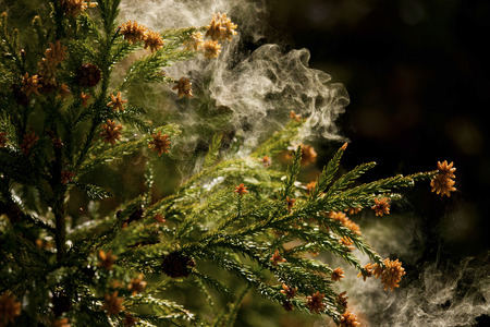 Cedar pollenの写真素材